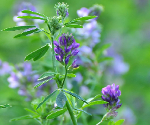 Alfalfa