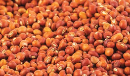 Begun Pea