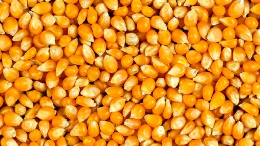 Maize