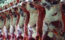 Slaughterhouse & Chilled Meat