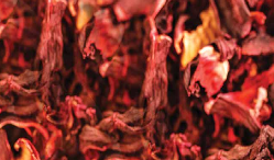 Roselle