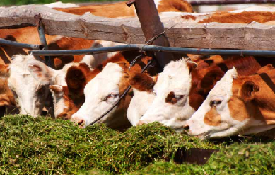 Silage